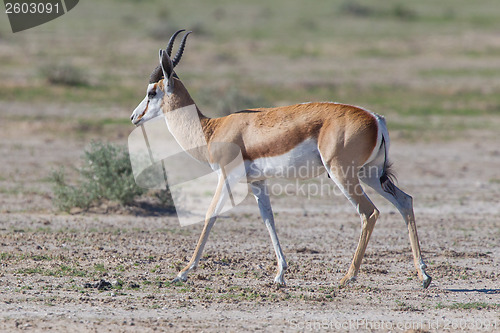 Image of Springbok antelope (Antidorcas marsupialis)