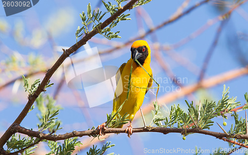 Image of Southern Yellow Masked Weaver 