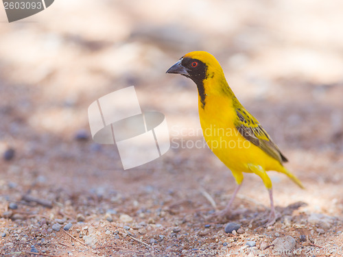 Image of Southern Yellow Masked Weaver, selective focus on eyes