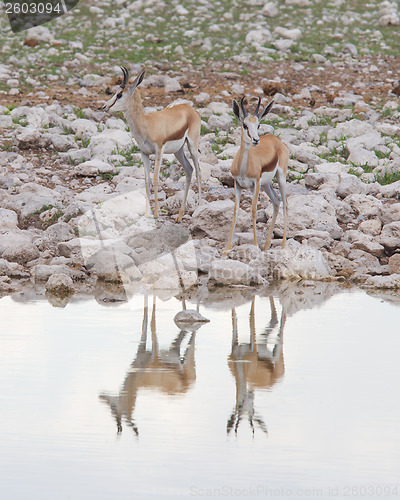 Image of Springbok antelope (Antidorcas marsupialis)