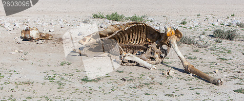 Image of Killed giraffe