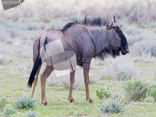 Image of Wildebeest walking the plains of Etosha National Park