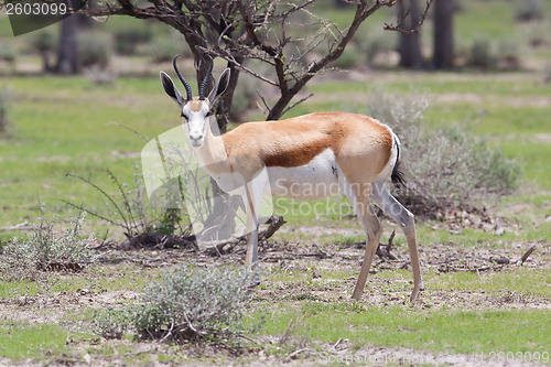 Image of Springbok antelope (Antidorcas marsupialis)