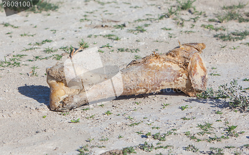 Image of Giraffe bone