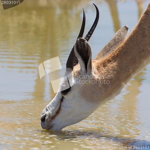 Image of Springbok antelope (Antidorcas marsupialis), close-up, drinking