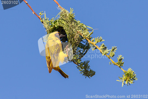 Image of Southern Yellow Masked Weaver 