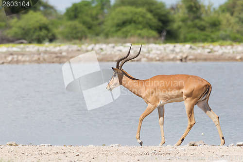 Image of Male black-faced impala (Aepyceros melampus petersi)