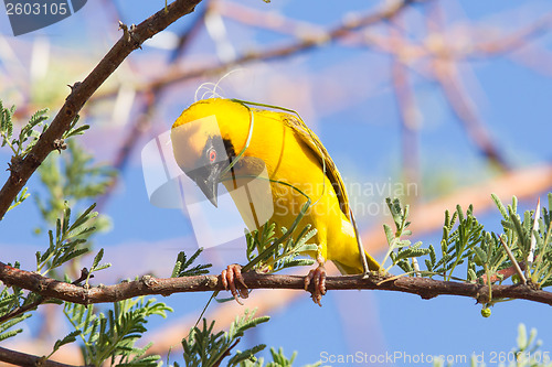 Image of Southern Yellow Masked Weaver 