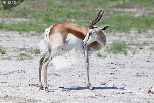 Image of Springbok antelope (Antidorcas marsupialis)