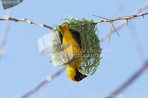 Image of Southern Yellow Masked Weaver 