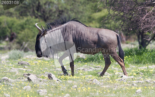 Image of Wildebeest walking the plains of Etosha National Park