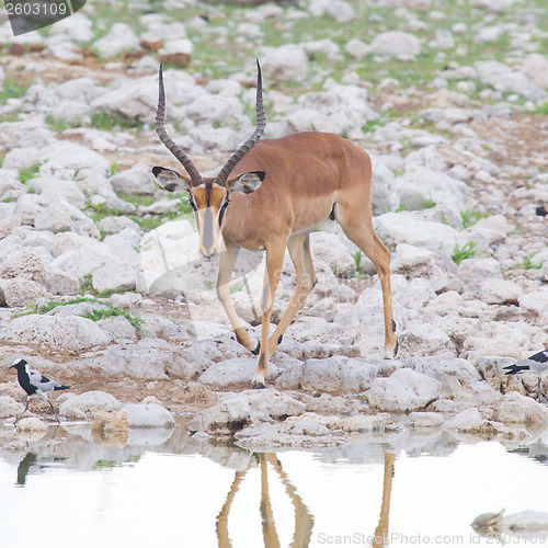 Image of Male black-faced impala (Aepyceros melampus petersi)