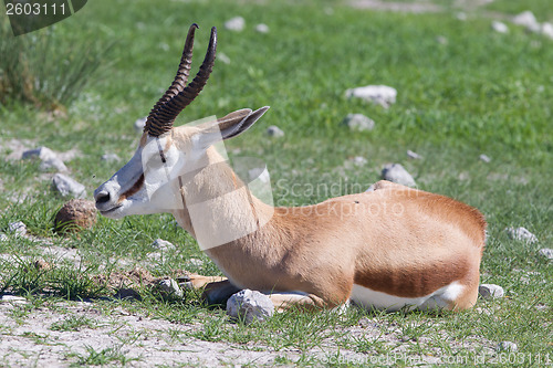 Image of Springbok antelope (Antidorcas marsupialis)