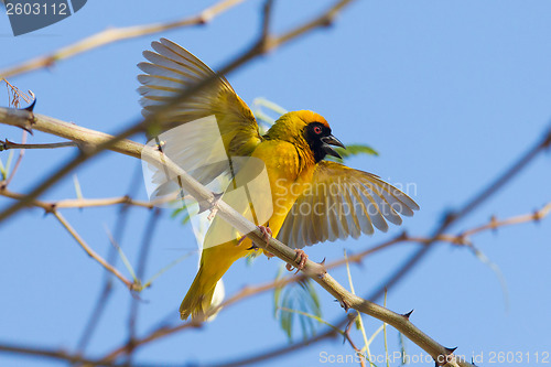 Image of Southern Yellow Masked Weaver 