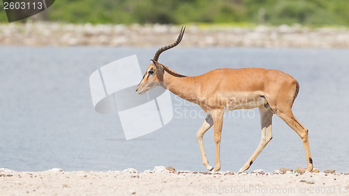 Image of Male black-faced impala (Aepyceros melampus petersi)