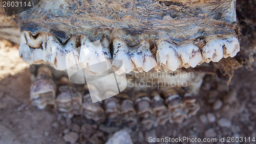 Image of Killed giraffe, teeth