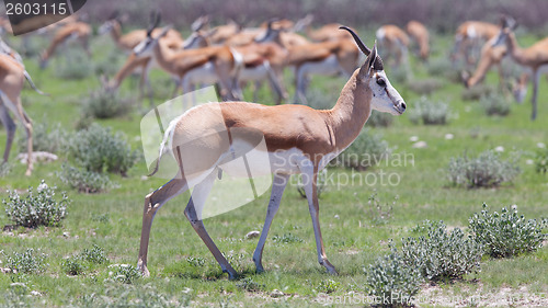 Image of Springbok antelope (Antidorcas marsupialis)