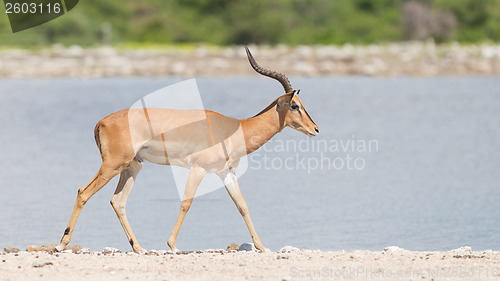 Image of Male black-faced impala (Aepyceros melampus petersi)