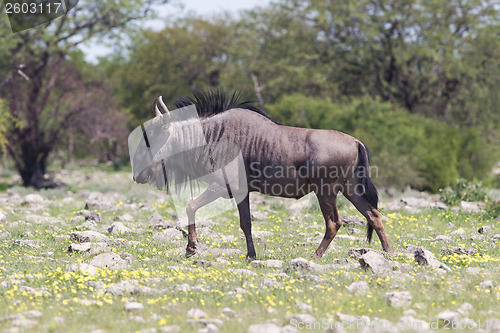 Image of Wildebeest walking the plains of Etosha National Park