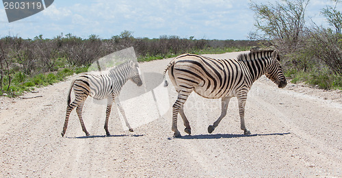 Image of Burchells zebra (Equus Burchelli) with young crossing gravel roa