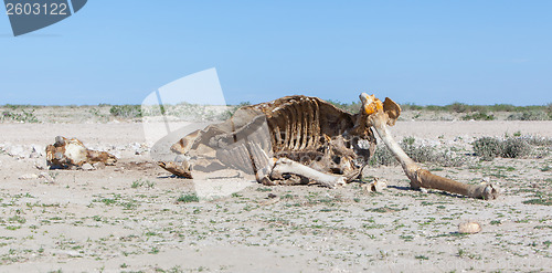 Image of Killed giraffe