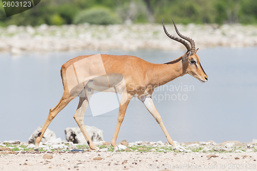 Image of Male black-faced impala (Aepyceros melampus petersi)