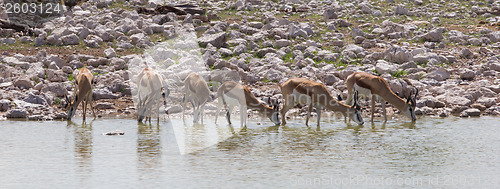 Image of Springbok antelope (Antidorcas marsupialis), close-up, drinking