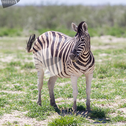 Image of Burchells zebra (Equus Burchelli)