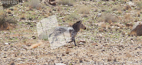 Image of Frightened zebra running and leaving a dust trail
