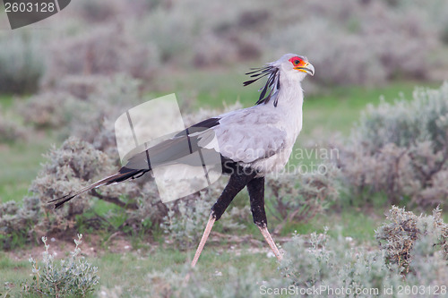 Image of Secretary Bird, Sagittarius serpentarius in grass