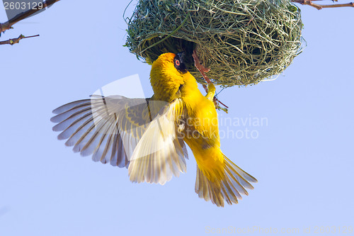 Image of Southern Yellow Masked Weaver 