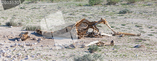 Image of Killed giraffe