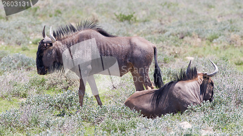 Image of Wildebeest walking the plains of Etosha National Park