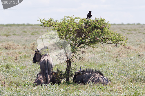 Image of Wildebeest seeking shade at the plains of Etosha National Park