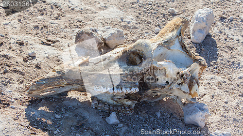 Image of Killed giraffe, skull