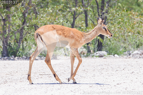 Image of Male black-faced impala (Aepyceros melampus petersi)