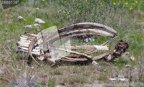 Image of Giraffe ribs