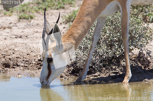 Image of Springbok antelope (Antidorcas marsupialis), close-up, drinking