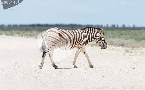 Image of Burchells zebra (Equus Burchelli) crossing gravel road