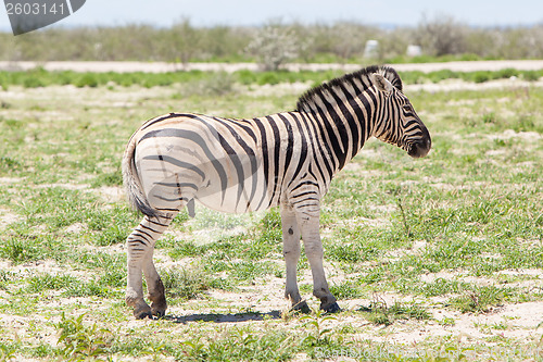 Image of Burchells zebra (Equus Burchelli)