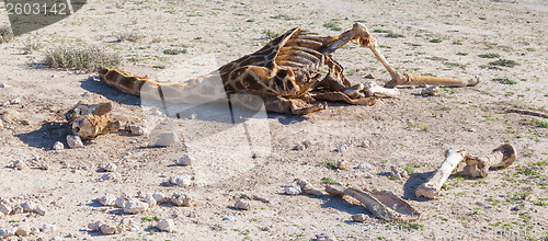 Image of Killed giraffe