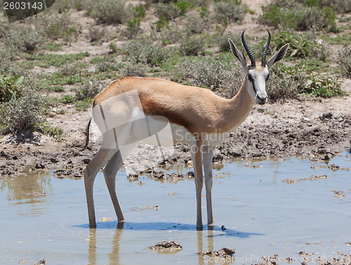 Image of Springbok antelope (Antidorcas marsupialis), close-up, drinking