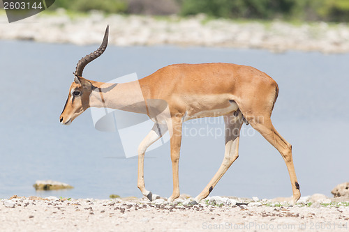 Image of Male black-faced impala (Aepyceros melampus petersi)