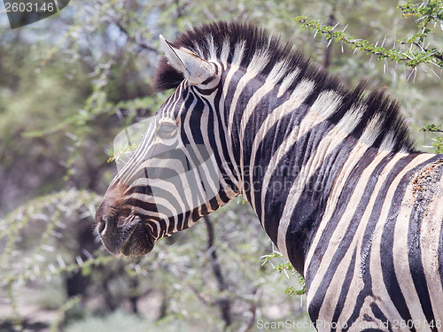 Image of Burchells zebra (Equus Burchelli)