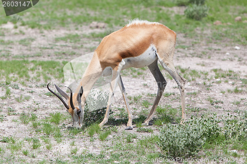 Image of Springbok antelope (Antidorcas marsupialis)