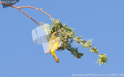 Image of Southern Yellow Masked Weaver 