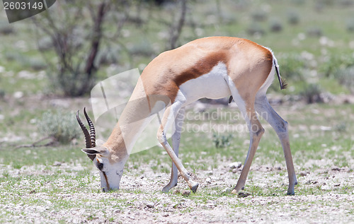 Image of Springbok antelope (Antidorcas marsupialis)