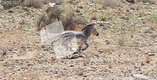 Image of Frightened zebra running and leaving a dust trail