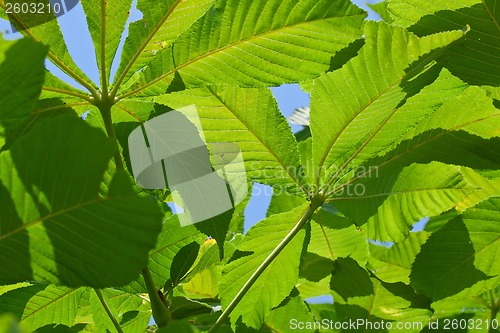 Image of Leaves background