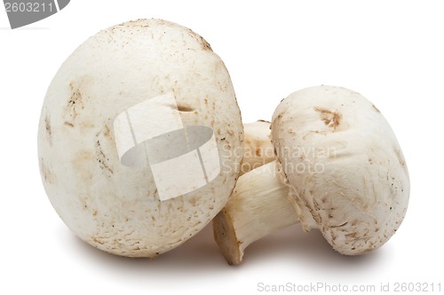 Image of Champignon mushrooms